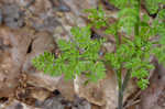 Hairyfruit chervil